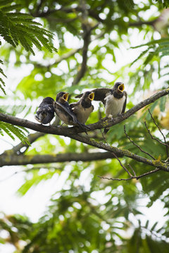 Young swallow brood perching on branch and waiting for food with mouth wide open
