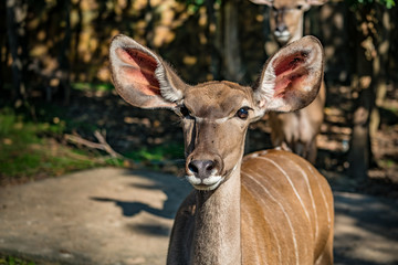 Female nyala