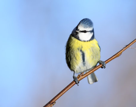 Blue tit perching, against blue sky