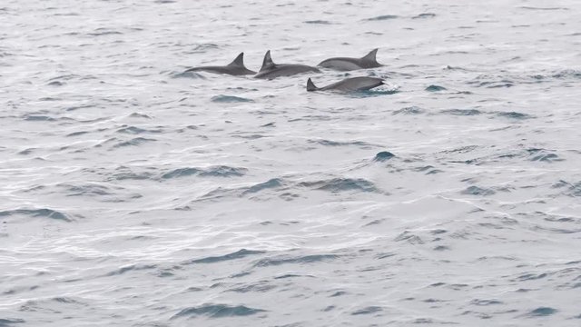 Several dolphins swimming on the surface of the sea in Mauritius.