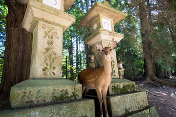 Deer in Nara Park in Nara City, Japan. June 2017.