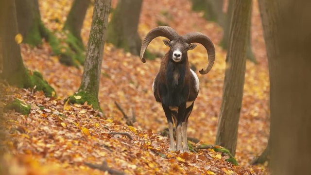 Mouflon (Ovis musimon) in autumn forest
