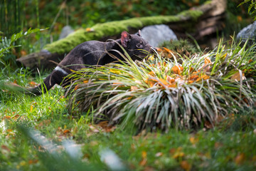 Tasmanian devil trying to defend its habitat