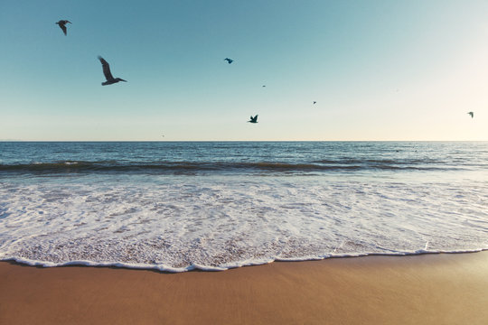 Pelicans Flying Over Ocean