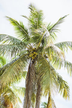 tropical palm tree with coconuts
