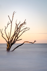 Fototapeta na wymiar Skeleton tree that now sits in the Atlantic ocean off the coast of South Carolina on Edisto Island. 