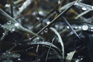 Morning dew on the grass