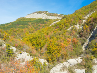 Drone aerial view of woods during the autumn season with warn colors