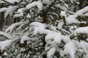 Fototapeta na wymiar Christmas tree in the forest covered with snow with burning candles on the branches