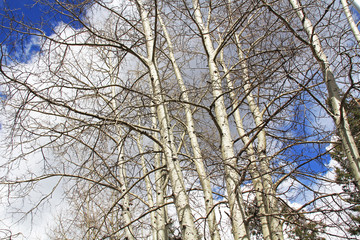 White bark aspen or birch trees in Ski Valley on Mt. Lemmon in Tucson, Arizona, USA in the Santa...