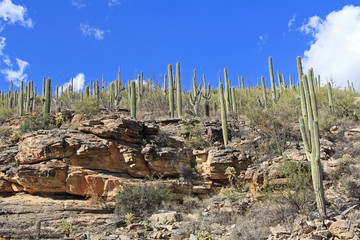 Many Saguaro Cactus on top of a rocky hill on Mount Lemmon in Tucson, Arizona, USA in the Santa...