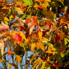 Maples Changing Color