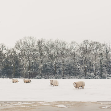 Sheep standing in the snow in a field with a row of trees behind them