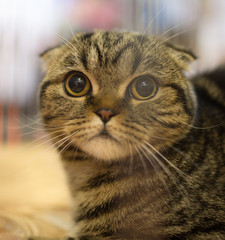 Portrait of a thoroughbred cat at the exhibition