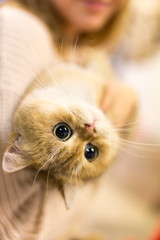 Portrait of a thoroughbred cat at the exhibition