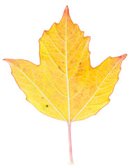 Autumn yellow leaf isolated on white background