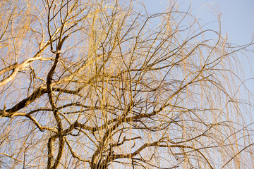 Fototapeta na wymiar Yellow branches of willow on spring nature