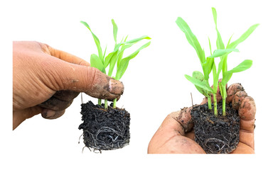 Seedlings of corn in hand isolated on white background
