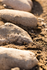 large stones on the ground in nature