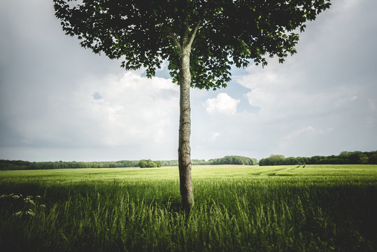 Single tree in a meadow