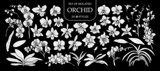 Set of isolated white silhouette orchid in 40 styles .Cute hand drawn flower vector illustration in white plane and no outline.
