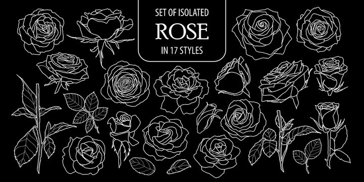 Set of isolated rose in 17 styles. Cute hand drawn flower vector illustration only white outline.