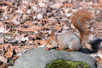 red squirrel sitting on stone against autumnal dry leaves background