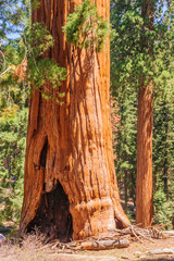 Giant Sequoia in the Sherman Grove