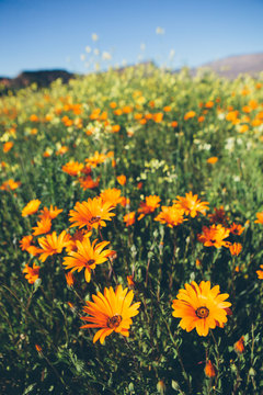 Wild flowering daises