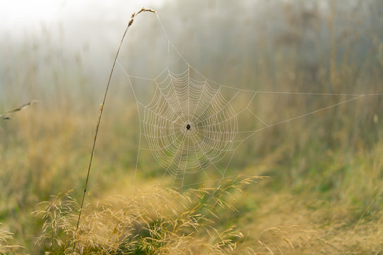 Foggy spider web with dew
