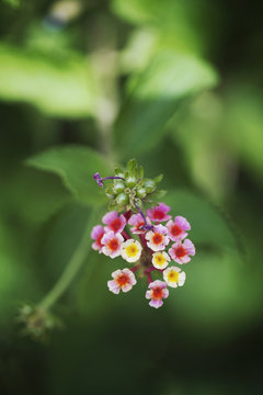 Macro catch of bicolor pink and yellow lantana flower head in bloom on shrub