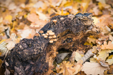 Mushrooms on the rotting piece of wood in autumn forest.
