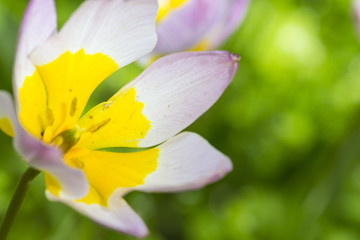 Nature and Botanical Concepts. Closeup Macro Shot of Classical Tulips Selectives Shot Against Blurred Background. Located in Keukenhof National Park in the Netherlands.