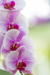 Fototapeta na wymiar Macro Shot of Unique Orchid of Phalaenopsis Sort Against Blurred Background. Located in Keukenhof National Park in the Netherlands.