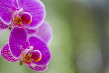 Macro Shot of Unique Orchid of Phalaenopsis Sort Against Blurred Background. Located in Keukenhof National Park in the Netherlands