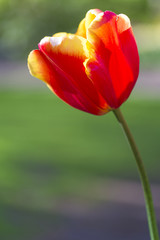 Nature and Botanical Concepts. Macro Shot of Dutch Tulip of Hermitage Sort Against Blurred Background. Located in Keukenhof National Park in the Netherlands.