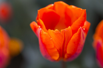 Nature and Botanical Concepts. Macro Shot of Dutch Tulip of Hermitage Sort Against Blurred Background. Located in Keukenhof National Park in the Netherlands.