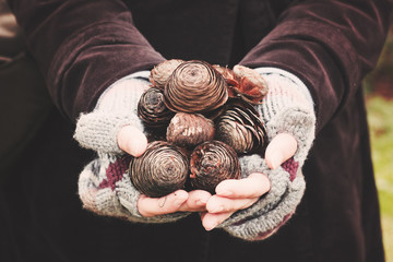 A woman's hands full of fir cones