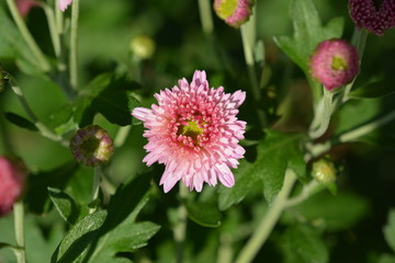 秋、咲き始めの小さな菊たち
