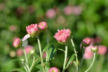 秋、咲き始めの小さな菊たち