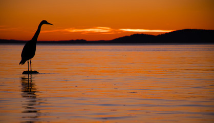 Heron Sunset