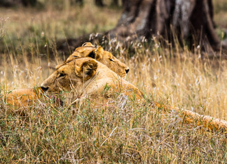 Lion Heads