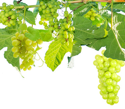 grappes de raisins blancs sur fond blanc