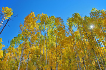 Fototapeta premium Looking upward at Fall Colors in Colorado filtering out the sun