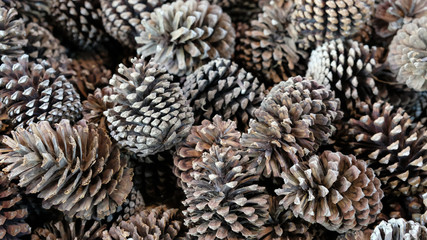 a lot of pine cones pile up