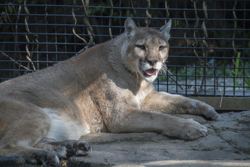 Naklejka premium Casual puma