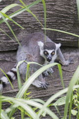 Distracted lemur