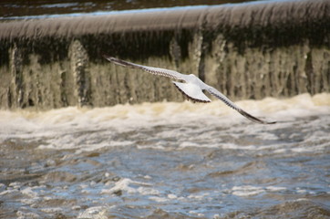 seagull flying away