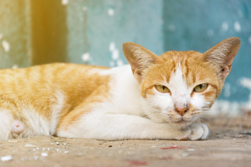 The yellow cat is waking up and looking to camera.