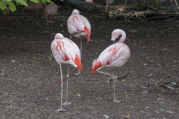Pat of flamingos
